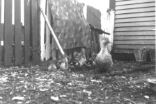 430: Ducks in Mrs. Julia McCarthy's garden. A hooked mat hangs on the fence. (1943)